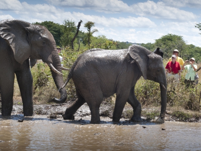 elephant-encounter-1