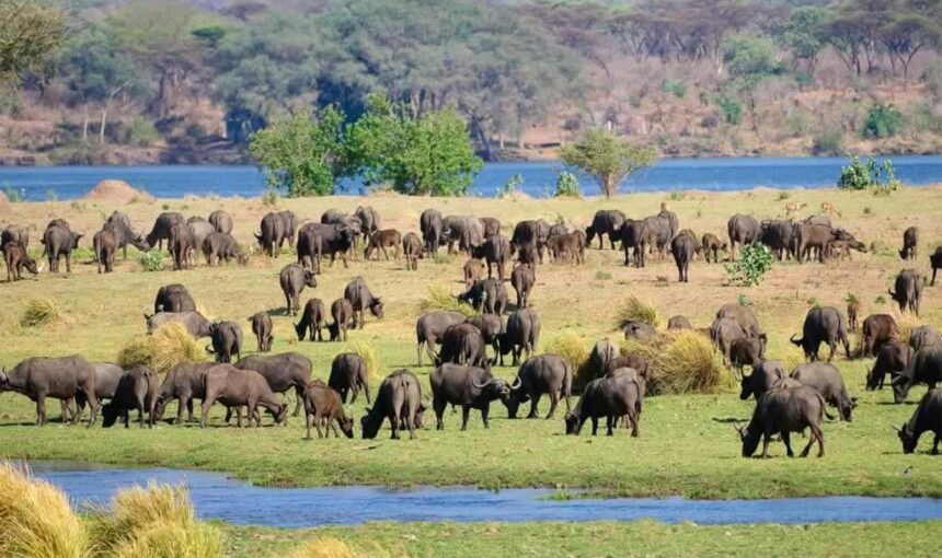 Victoria Falls/Manapools