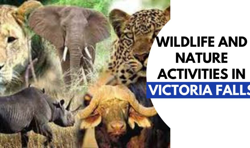 Ultimate Wildlife and Nature Activities In Victoria Falls